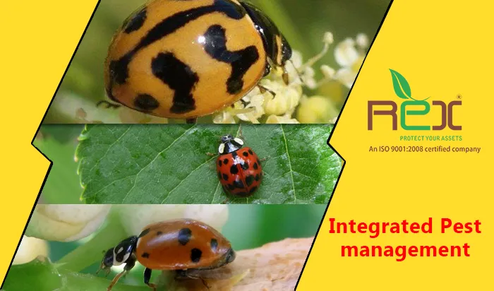 Integrated Pest Management in Gujarat